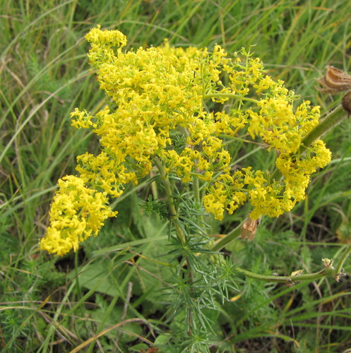 Lady's Bedstraw