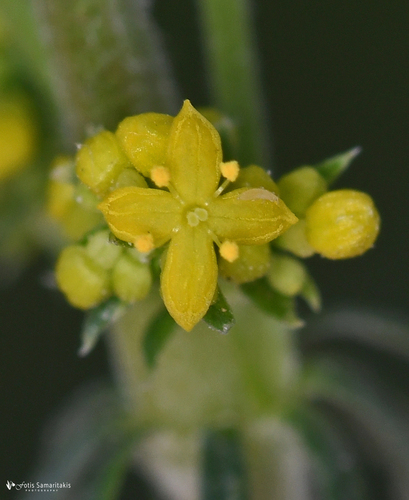Lady's Bedstraw