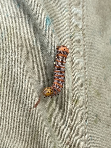 Beautiful Wood-nymph