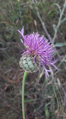 Greater Knapweed