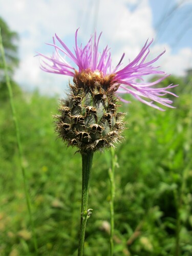Greater Knapweed