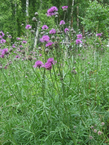 Greater Knapweed