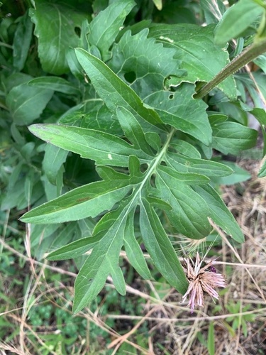 Greater Knapweed