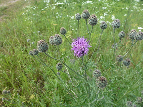 Greater Knapweed