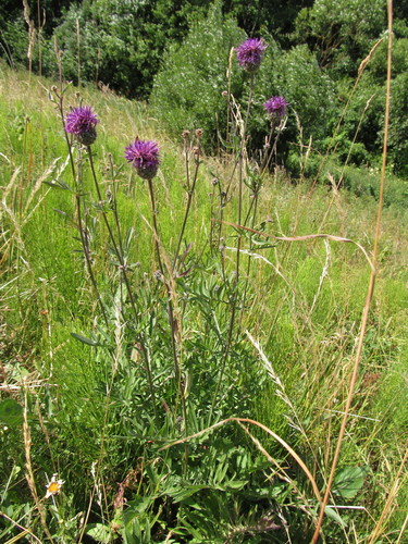 Greater Knapweed