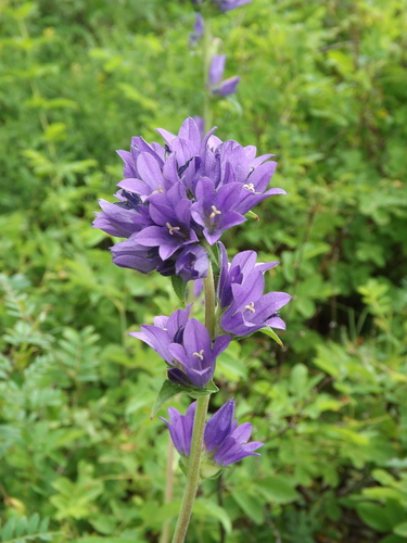 clustered bellflower