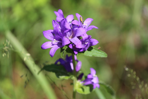 clustered bellflower
