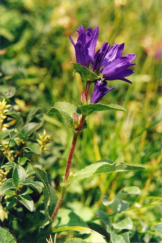 clustered bellflower