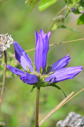 clustered bellflower
