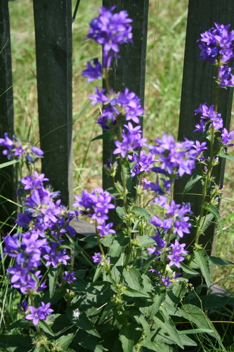 clustered bellflower