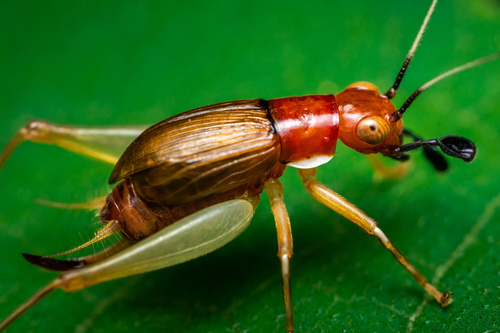 Red-headed Bush Cricket