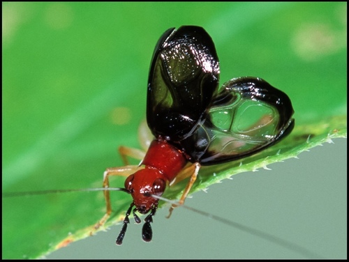 Red-headed Bush Cricket