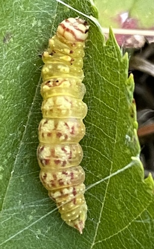 Arched Hooktip Moth