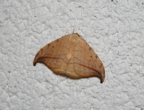 Arched Hooktip Moth
