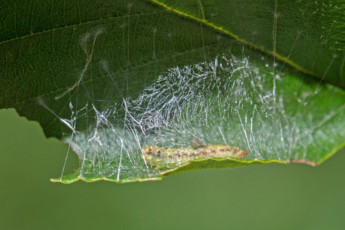 Arched Hooktip Moth