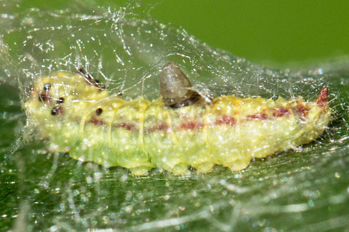 Arched Hooktip Moth