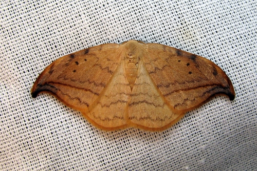 Arched Hooktip Moth