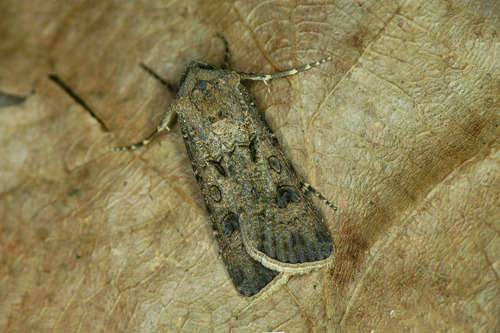 Turnip Moth
