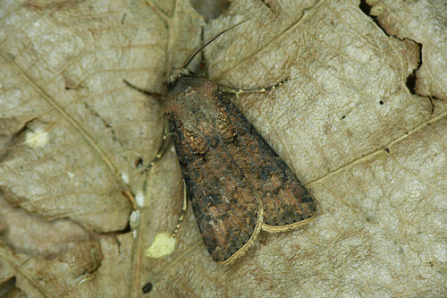 Turnip Moth