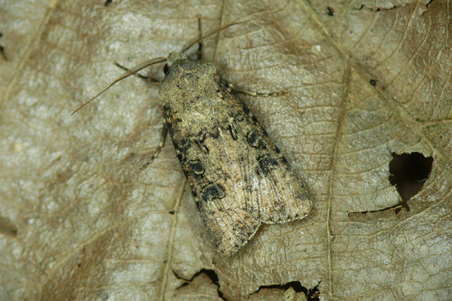 Turnip Moth