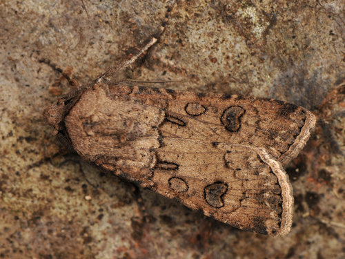Turnip Moth