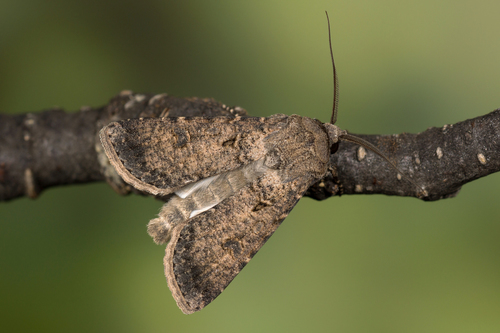 Turnip Moth