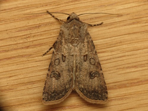 Turnip Moth
