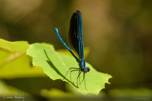 Ebony Jewelwing