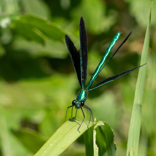 Ebony Jewelwing