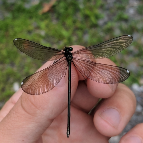 Ebony Jewelwing