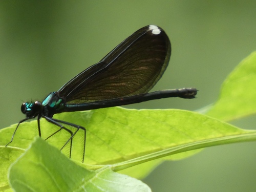 Ebony Jewelwing