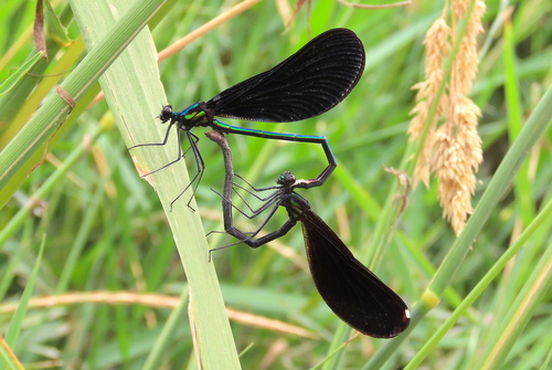 Ebony Jewelwing