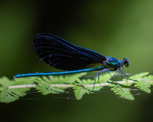 Ebony Jewelwing