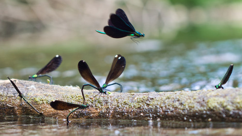 Ebony Jewelwing
