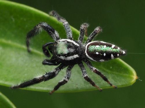 Golden Jumping Spider