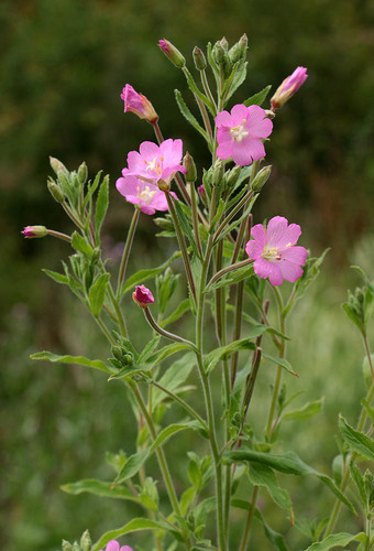 Great Willowherb