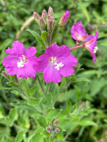 Great Willowherb