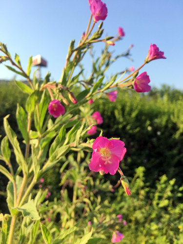 Great Willowherb