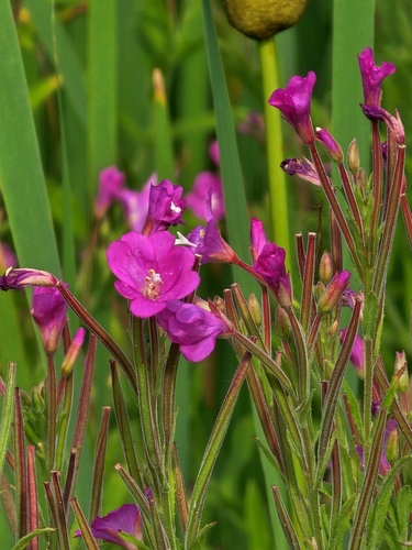 Great Willowherb