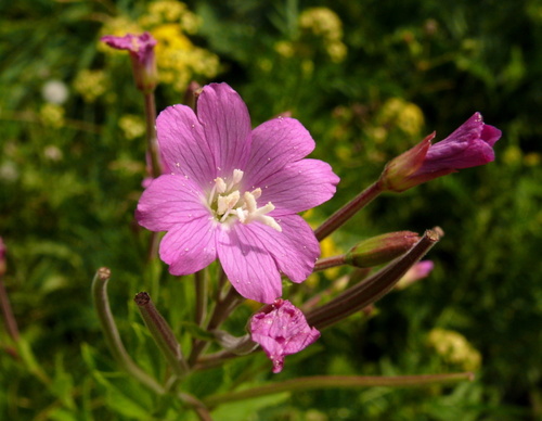 Great Willowherb