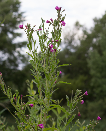 Great Willowherb