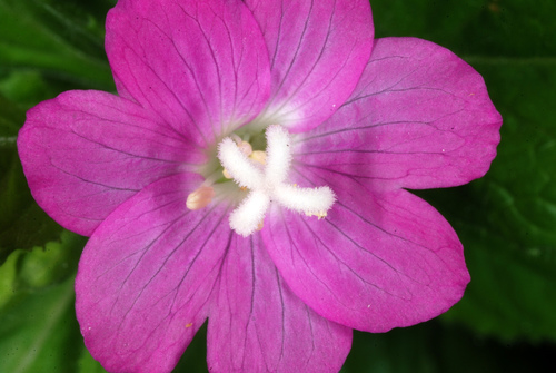 Great Willowherb