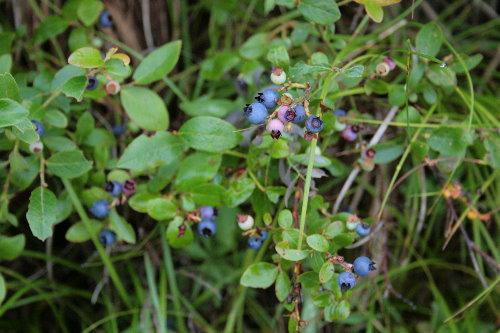 lowbush blueberry