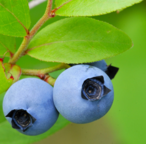 lowbush blueberry