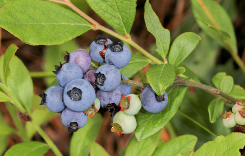 lowbush blueberry