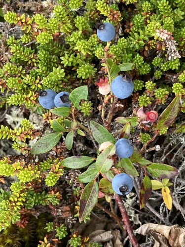 lowbush blueberry