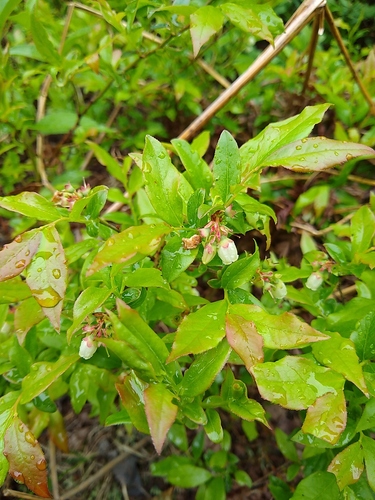 lowbush blueberry