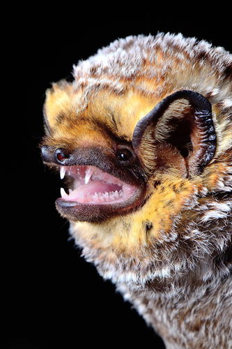 Vesper Bats