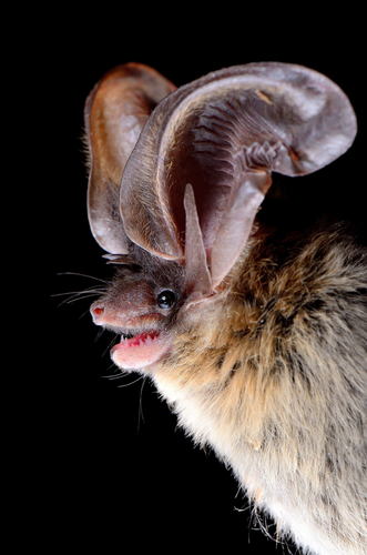Vesper Bats