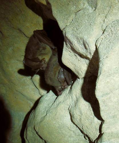 Vesper Bats